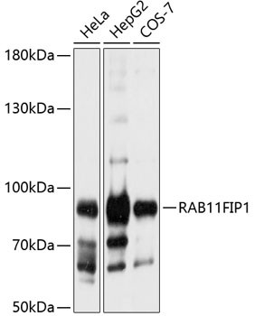 RAB11FIP1 Antibody in Western Blot (WB)