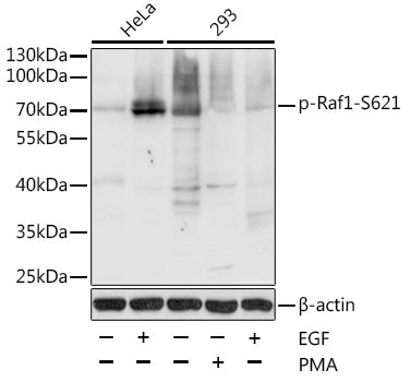 Phospho-c-Raf (Ser621) Antibody in Western Blot (WB)