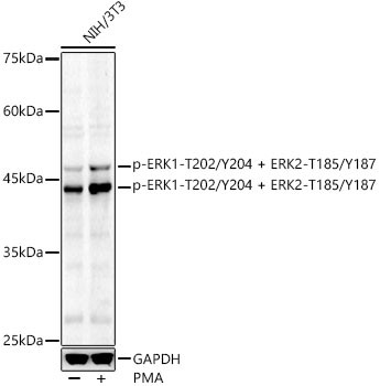 Phospho-ERK1/ERK2 (Thr185, Tyr187, Thr202, Tyr204) Antibody in Western Blot (WB)