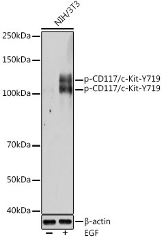 Phospho-c-Kit (Tyr719) Antibody in Western Blot (WB)