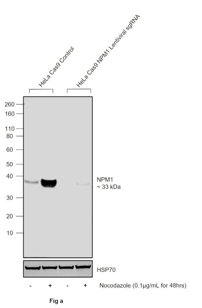 Phospho-NPM1 (Thr199) Antibody in Western Blot (WB)