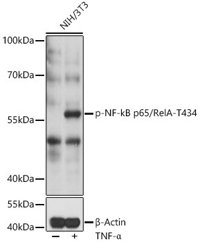 Phospho-NFkB p65 (Thr434) Antibody in Western Blot (WB)