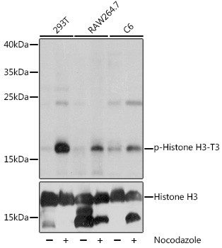 Phospho-Histone H3 (Thr3) Antibody in Western Blot (WB)