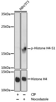 Phospho-Histone H4 (Ser1) Antibody in Western Blot (WB)