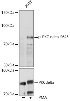 Phospho-PKC delta (Ser645) Antibody in Western Blot (WB)