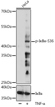 Phospho-IkB alpha (Ser36) Antibody in Western Blot (WB)
