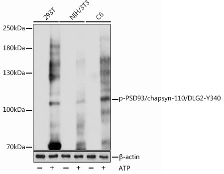 Phospho-PSD93 (Tyr340) Antibody in Western Blot (WB)