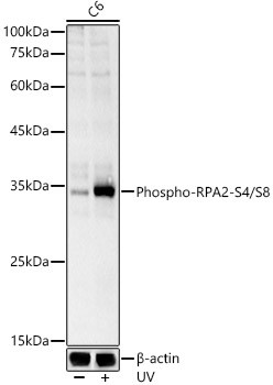 Phospho-RPA2 (Ser4, Ser8) Antibody in Western Blot (WB)