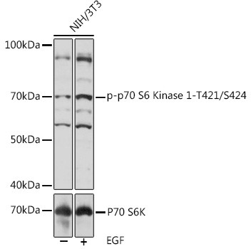 Phospho-p70 S6 Kinase (Thr421, Ser424) Antibody in Western Blot (WB)
