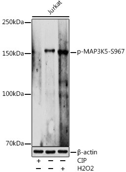 Phospho-ASK1 (Ser967) Antibody in Western Blot (WB)