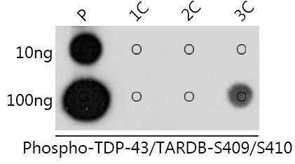 Phospho-TDP-43 (Ser409, Ser410) Antibody in Dot Blot (DB)
