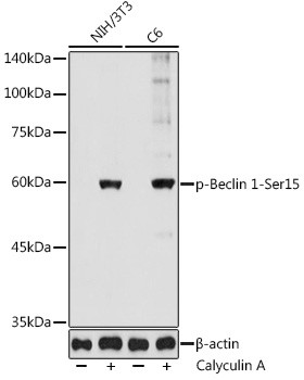 Phospho-Beclin 1 (Ser15) Antibody in Western Blot (WB)