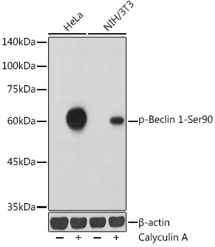 Phospho-Beclin 1 (Ser90) Antibody in Western Blot (WB)