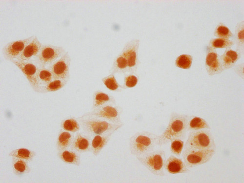 2-hydroxyisobutyryl-HIST1H2BC (Lys108) Antibody in Immunocytochemistry (ICC/IF)
