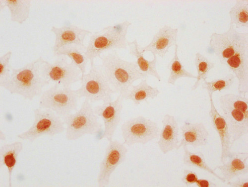 2-hydroxyisobutyryl-HIST1H2BC (Lys57) Antibody in Immunocytochemistry (ICC/IF)