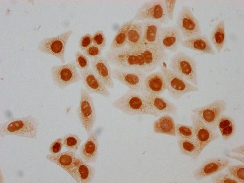 H4K5hib Antibody in Immunocytochemistry (ICC/IF)