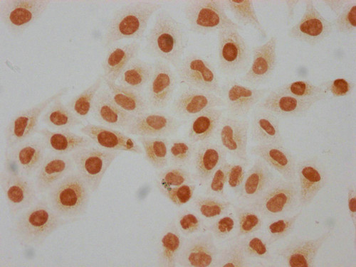 2-hydroxyisobutyryl-Histone H4 (Lys8) Antibody in Immunocytochemistry (ICC/IF)