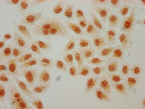 H4K91hib Antibody in Immunocytochemistry (ICC/IF)