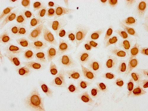 Acetyl-HIST1H2BC (Lys20) Antibody in Immunocytochemistry (ICC/IF)