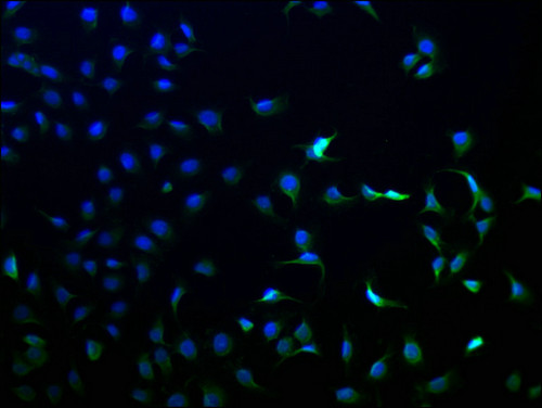 ANKEF1 Antibody in Immunocytochemistry (ICC/IF)