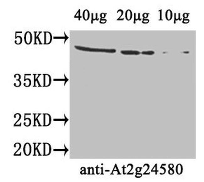 AT2G24580 Antibody in Western Blot (WB)