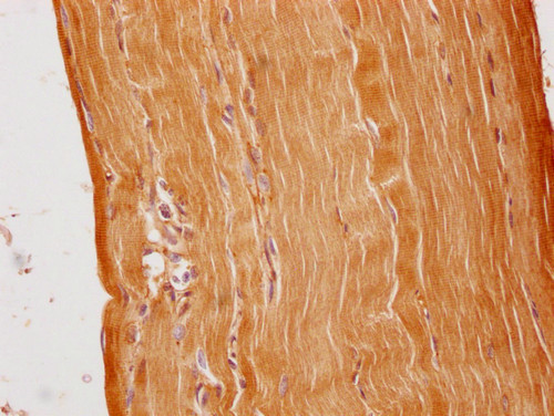 C1QTNF9 Antibody in Immunohistochemistry (Paraffin) (IHC (P))