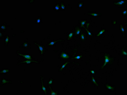 C3orf38 Antibody in Immunocytochemistry (ICC/IF)