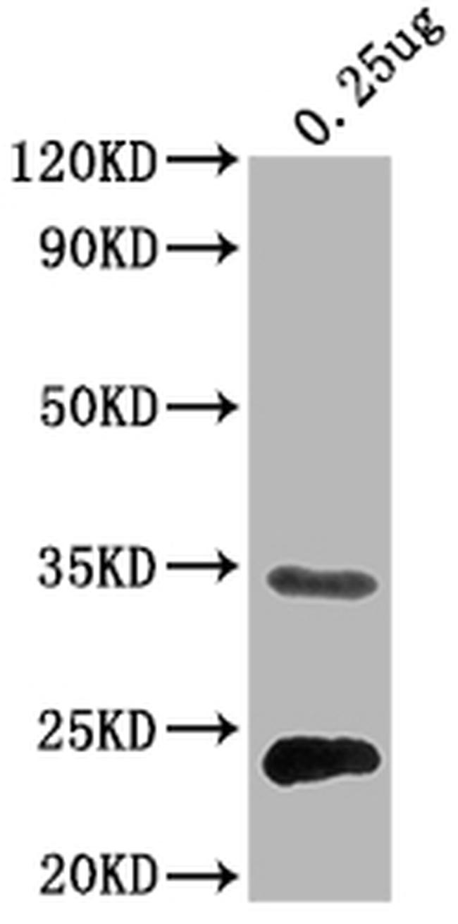 E. coli eutC Antibody in Western Blot (WB)