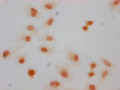 Formyl-Histone H1.5 (Lys66) Antibody in Immunocytochemistry (ICC/IF)