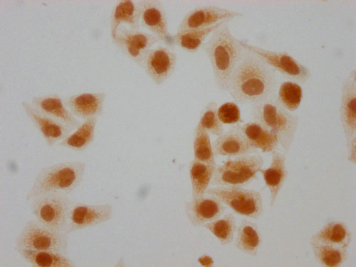 Formyl-HIST1H2BC (Lys108) Antibody in Immunocytochemistry (ICC/IF)