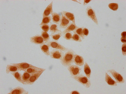 Formyl-HIST1H2BC (Lys5) Antibody in Immunocytochemistry (ICC/IF)