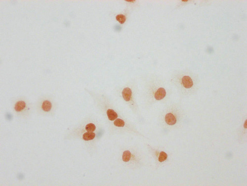 H4K59for Antibody in Immunocytochemistry (ICC/IF)
