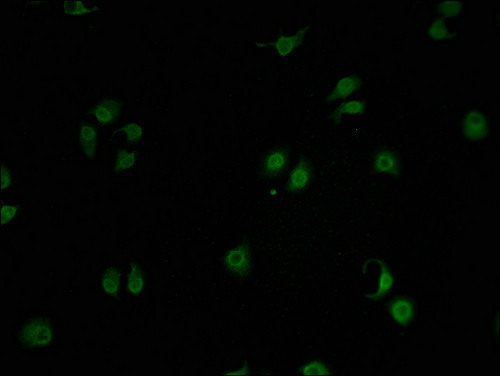 GPRIN2 Antibody in Immunocytochemistry (ICC/IF)