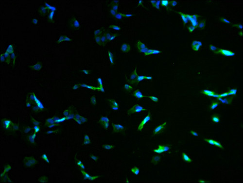 KBTBD7 Antibody in Immunocytochemistry (ICC/IF)