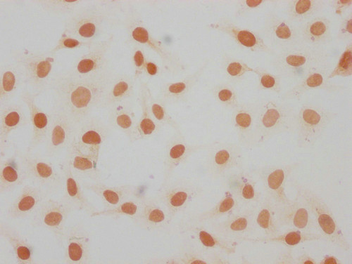 Mono-Methyl-Histone 1F0 (Lys11) Antibody in Immunocytochemistry (ICC/IF)