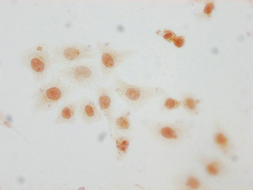 Mono-Methyl-HIST1H2AG (Arg29) Antibody in Immunocytochemistry (ICC/IF)