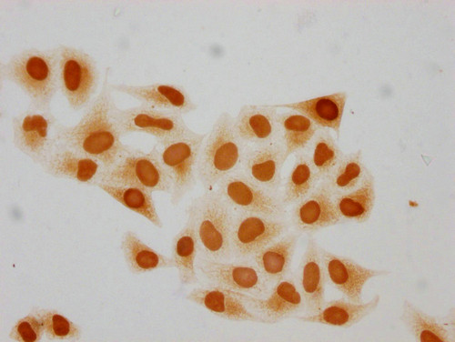 Mono-Methyl-HIST1H2BC (Lys15) Antibody in Immunocytochemistry (ICC/IF)