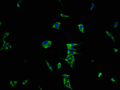 MRAS Antibody in Immunocytochemistry (ICC/IF)