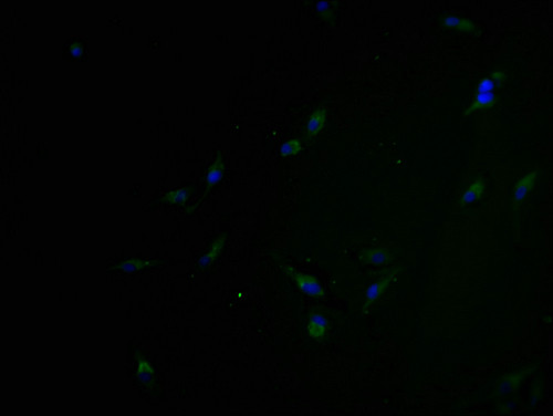 OR5H6 Antibody in Immunocytochemistry (ICC/IF)