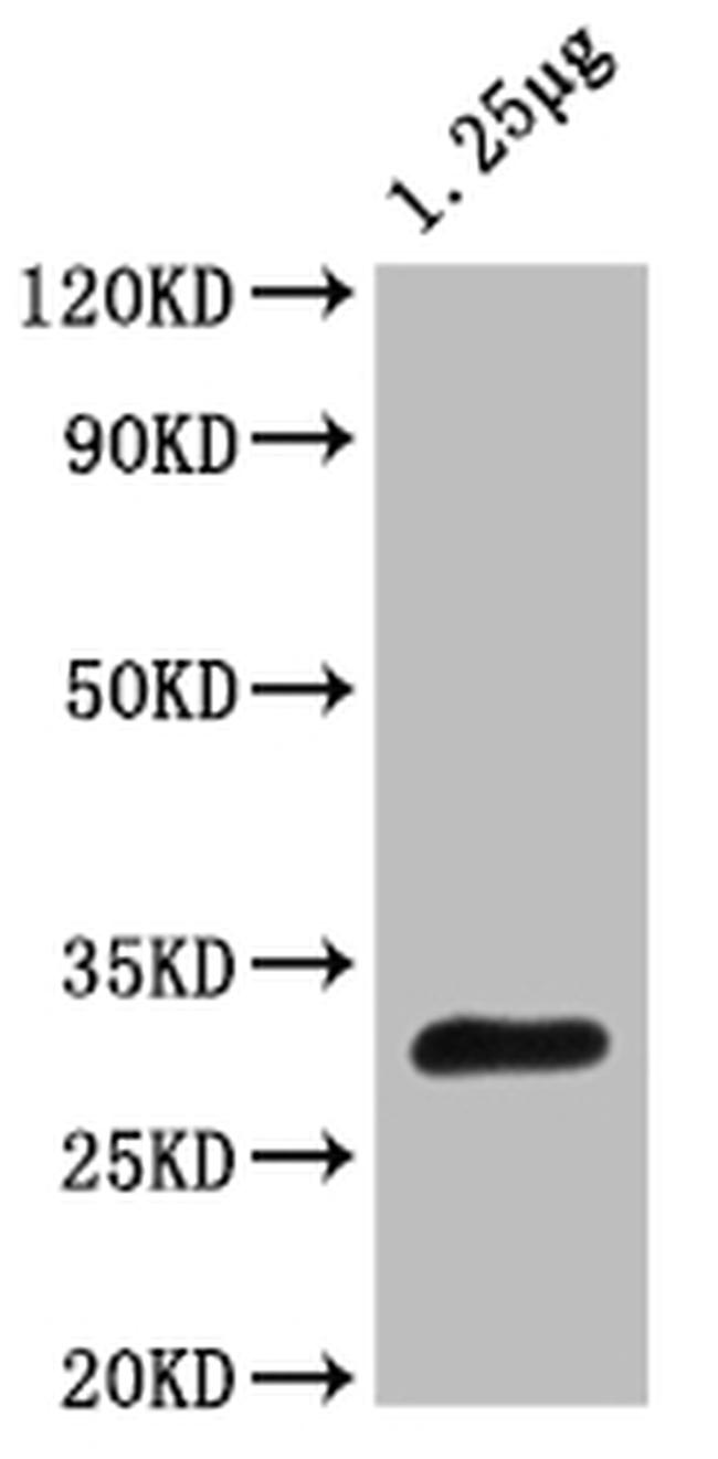 Trehalose-6-phosphate phosphatase Antibody in Western Blot (WB)