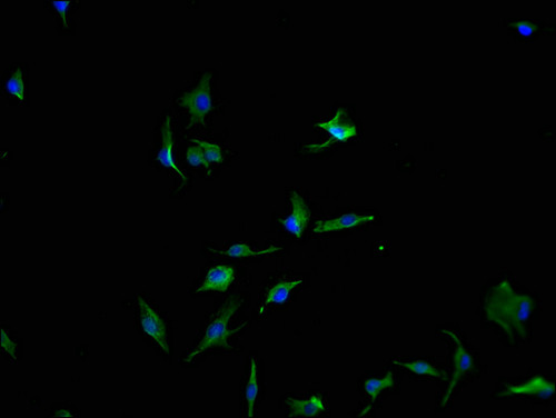 PCDH17 Antibody in Immunocytochemistry (ICC/IF)