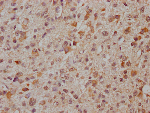 PCDHA8 Antibody in Immunohistochemistry (Paraffin) (IHC (P))