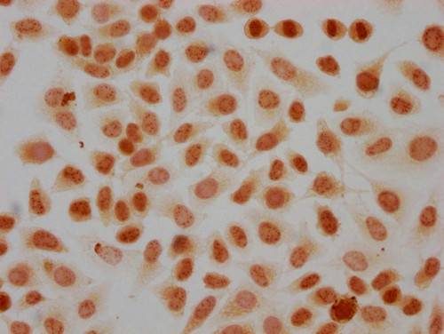 Phospho-Histone H3 (Tyr41) Antibody in Immunocytochemistry (ICC/IF)