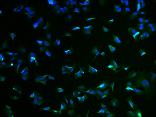 RIM4 Antibody in Immunocytochemistry (ICC/IF)