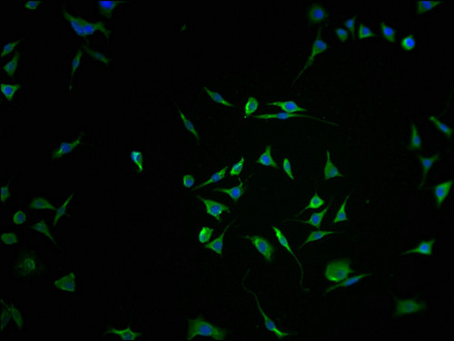 RNF122 Antibody in Immunocytochemistry (ICC/IF)
