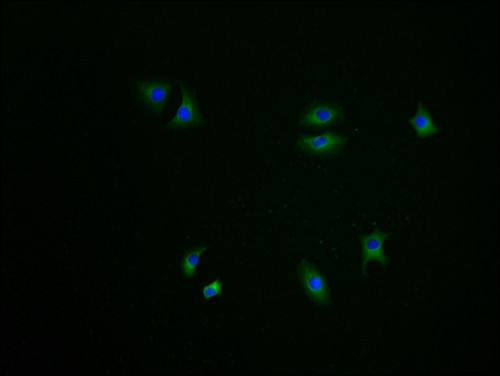 C6orf1 Antibody in Immunocytochemistry (ICC/IF)