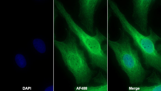 ZG16B Antibody in Immunocytochemistry (ICC/IF)