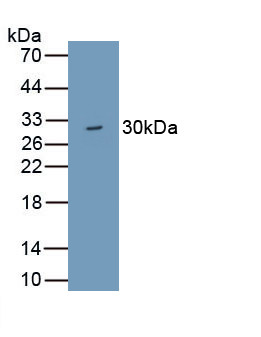 WDR90 Antibody in Western Blot (WB)