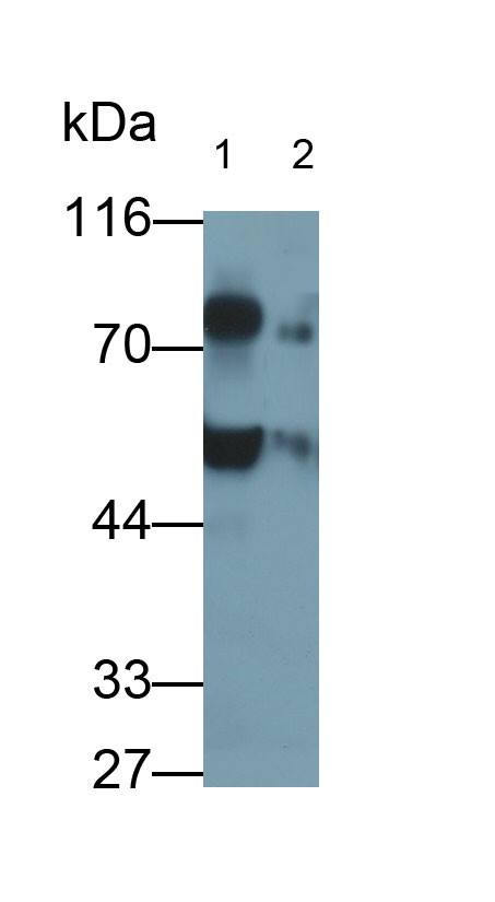 TCN1 Antibody in Western Blot (WB)
