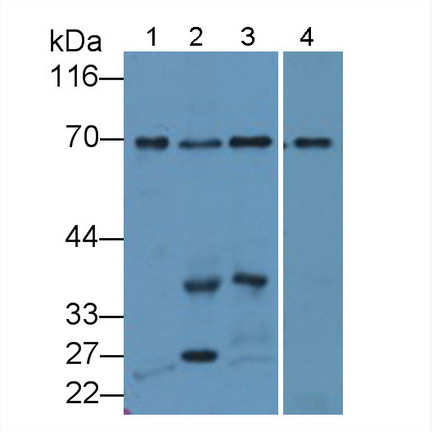 SYNC Antibody in Western Blot (WB)